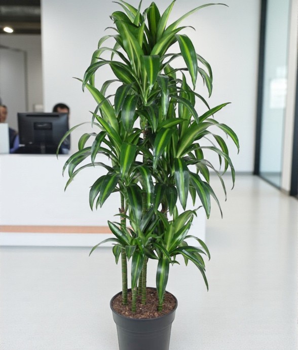 Dracaena Hawaiiana Carrousel