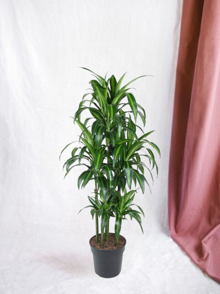 Dracaena Hawaiiana Carrousel