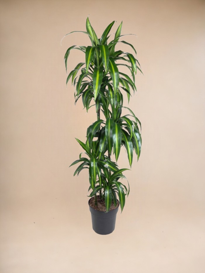 Dracaena Hawaiiana Carrousel