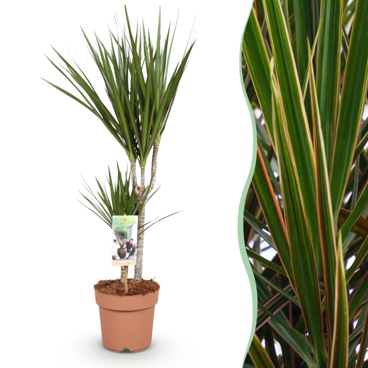Dracaena Marginata -  2
