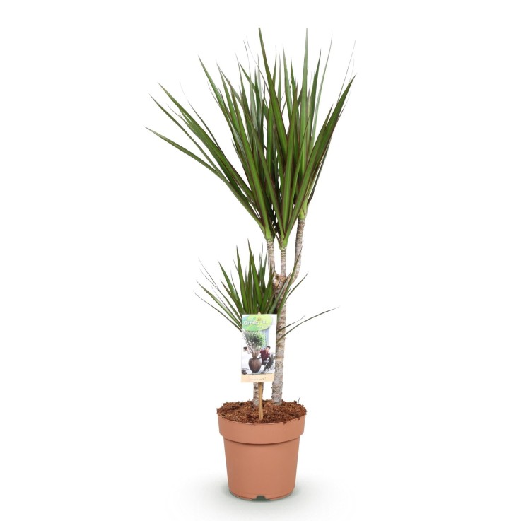 Dracaena Marginata -  2
