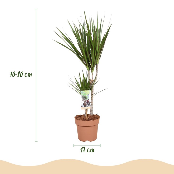 Dracaena Marginata -  2