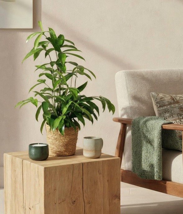 Dracaena surculosa et panier