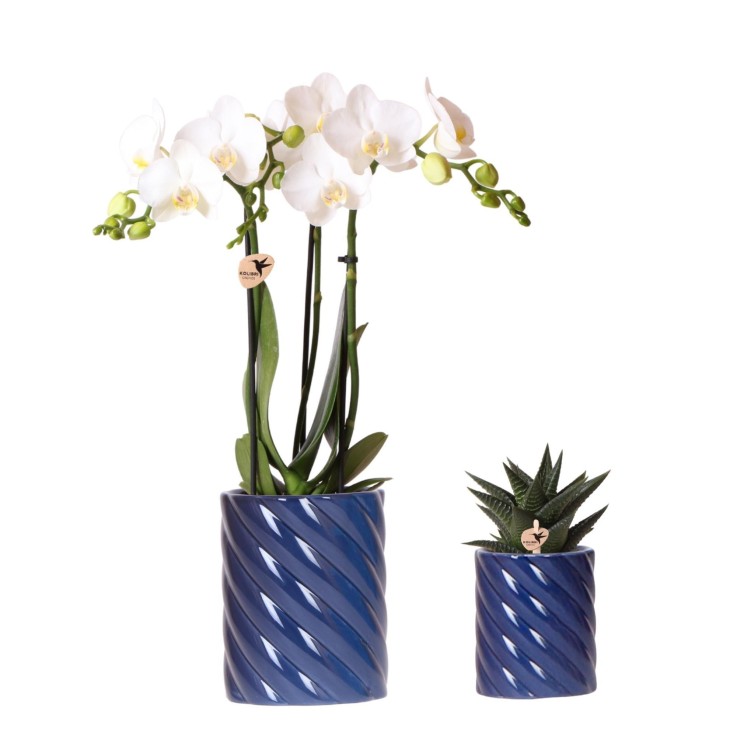 Set Orchidée Phalaenopsis blanche et Haworthia en pots Candy