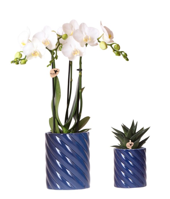 Set Orchidée Phalaenopsis...