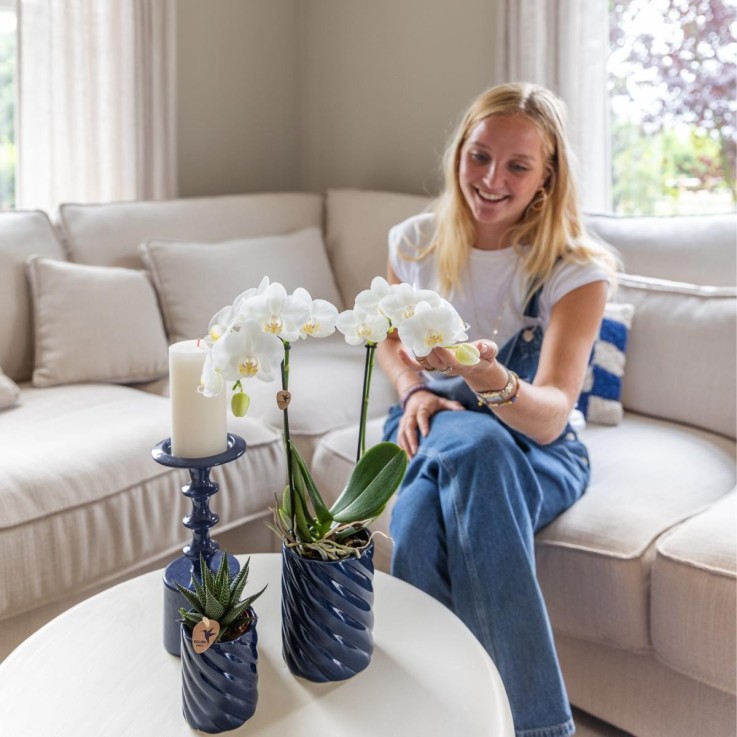Set Orchidée Phalaenopsis blanche et Haworthia en pots Candy
