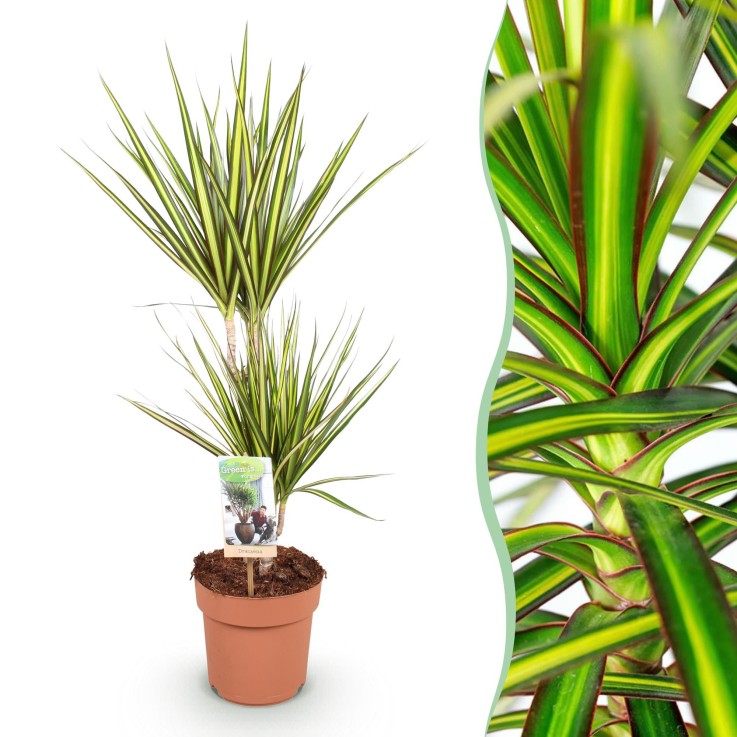 Dracaena Sunray – Lot de 1 -  1