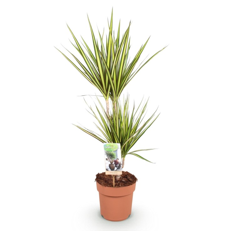 Dracaena Sunray – Lot de 1 -  1