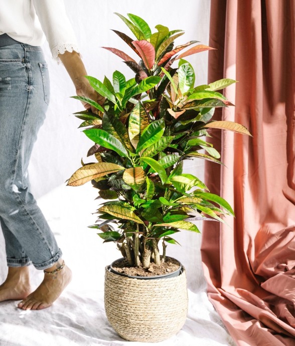 Codiaeum Croton Iceton