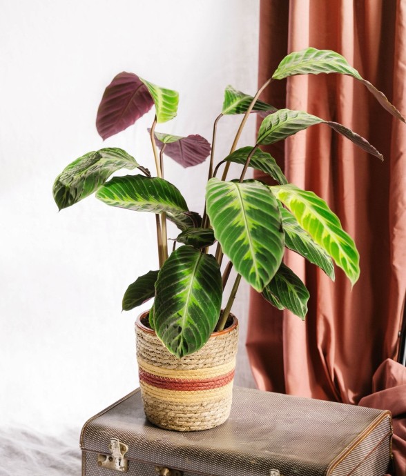 Calathea Warscewiczii