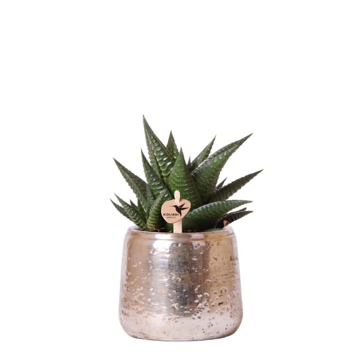 Haworthia Limifolia et son cache-pot argenté