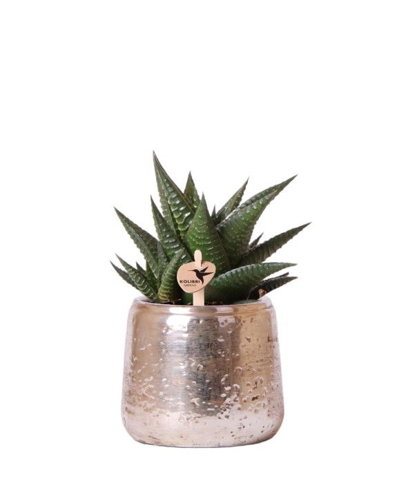 Haworthia Limifolia et son...