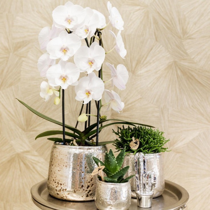 Haworthia Limifolia et son cache-pot argenté