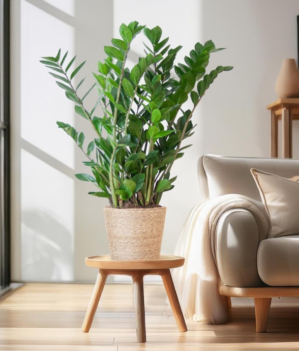 Zamioculcas Zamiifolia et...