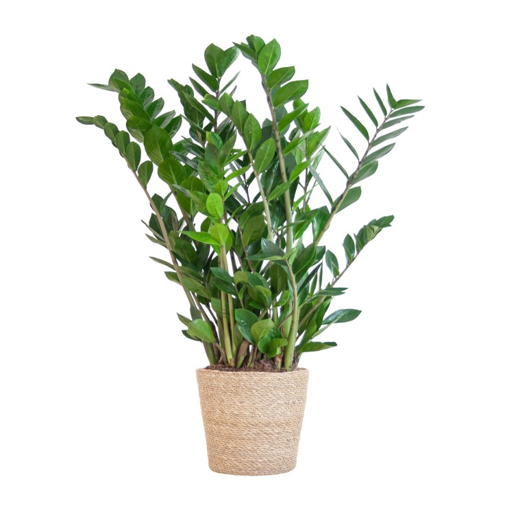 Zamioculcas Zamiifolia et son pot -  Gris