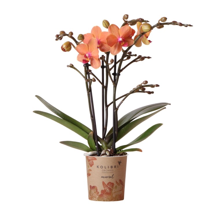 Orchidée Phalaenopsis orange - Ø9cm -  Par 4