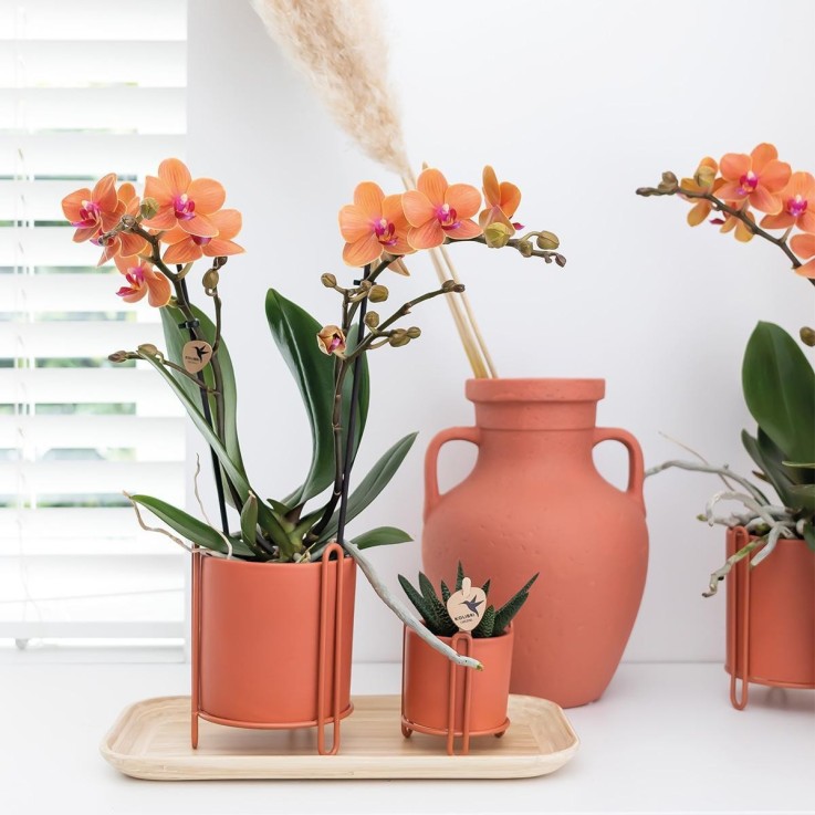 Orchidée Phalaenopsis orange - Ø9cm -  Par 4