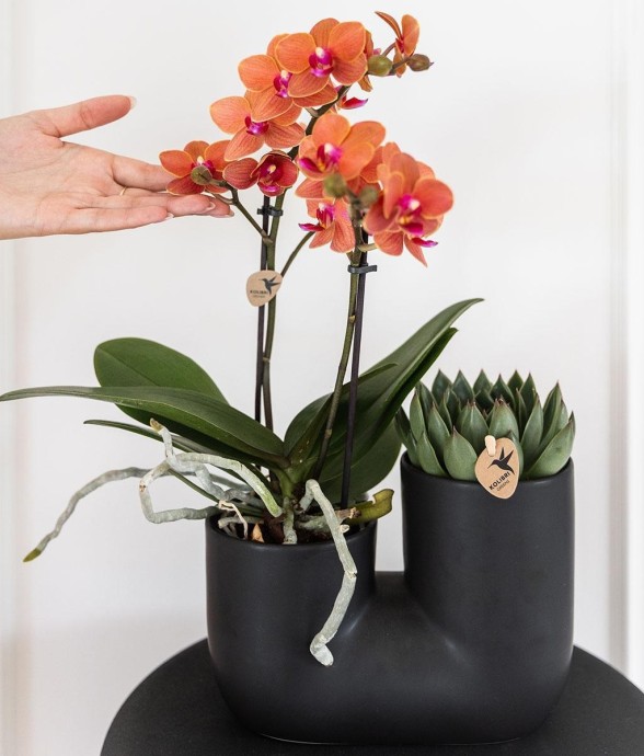 Orchidée et Succulent en...