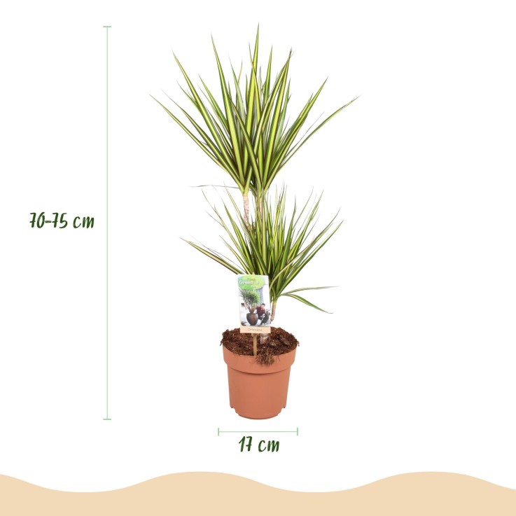 Dracaena Sunray – Lot de 1 -  2