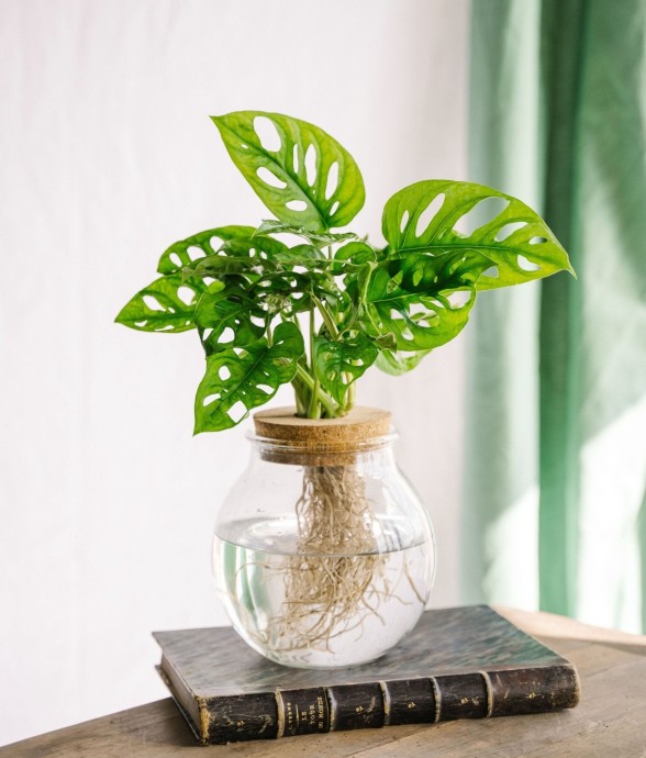 Monstera adansonii en...