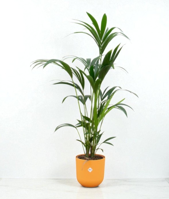 Palmier Kentia 160cm et son...