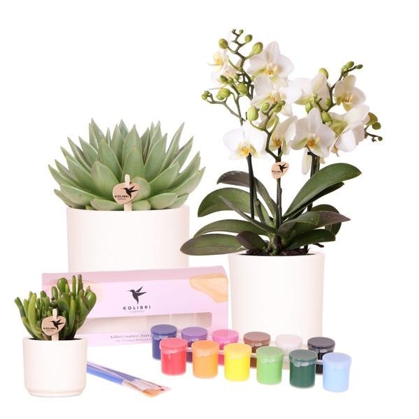 Coffret Créatif Grand Artiste 12 : Orchidées et succulentes