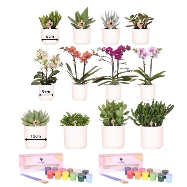 Coffret Créatif Grand Artiste 12 : Orchidées et succulentes