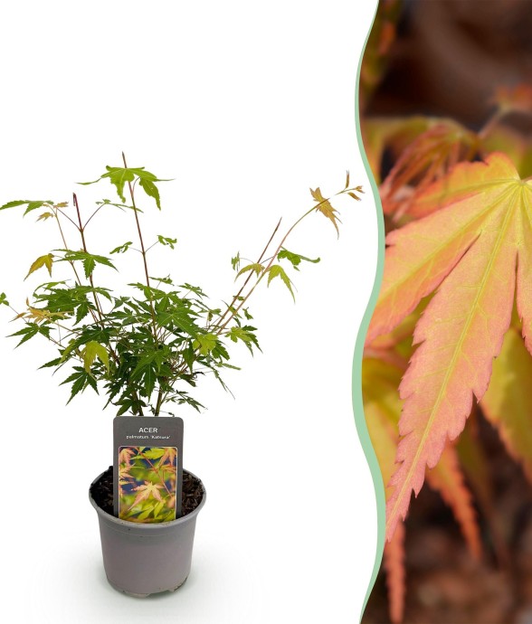 Erable du japon Katsura x1