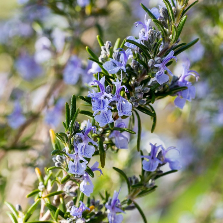 Romarin officinalis x1