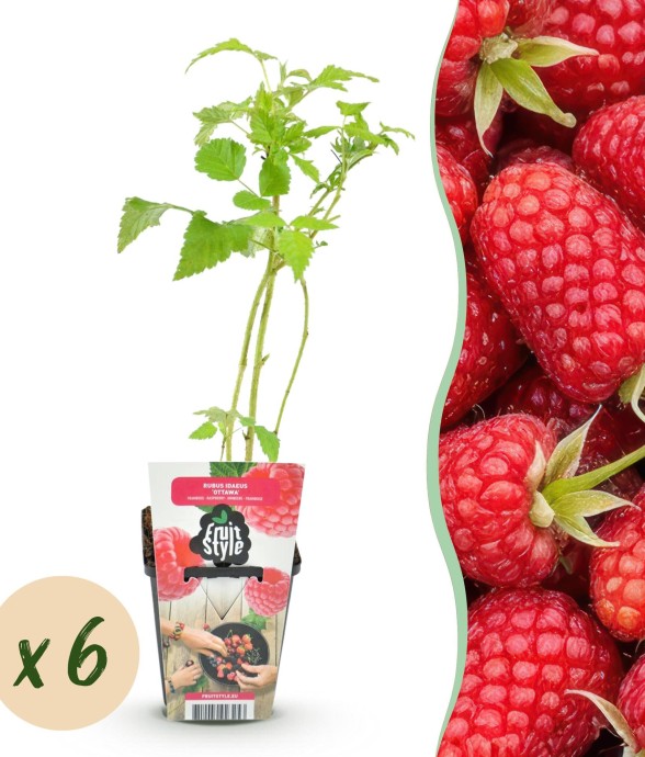 Framboisier Heritage x6