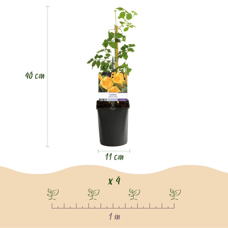 Campsis radicans Flava x2