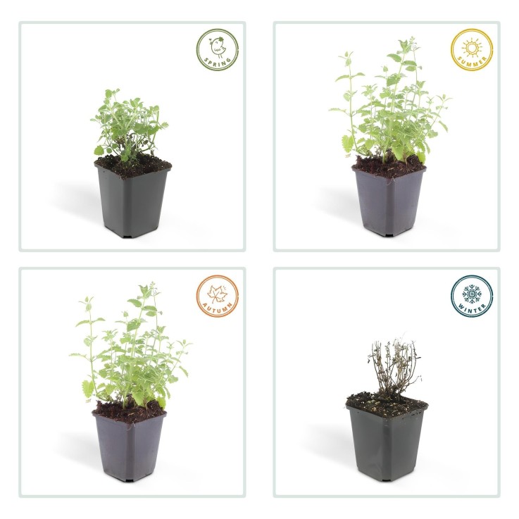 Nepeta 'Six Hills Giant' -  12