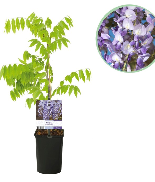 Glycine Prolific en pot x1