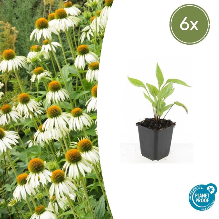 Échinacée 'White Swan' -  6
