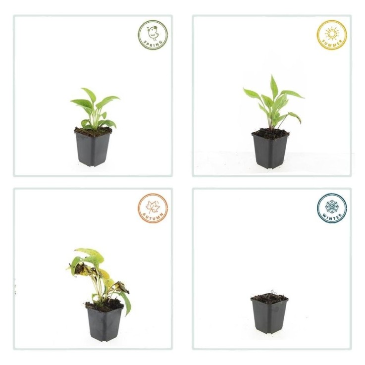 Échinacée 'White Swan' -  6