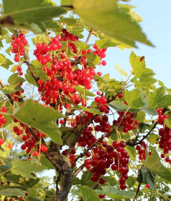 Framboisier Bio -  3