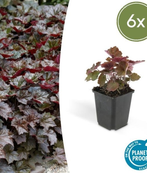 Heuchère 'Palace Purple' -  6