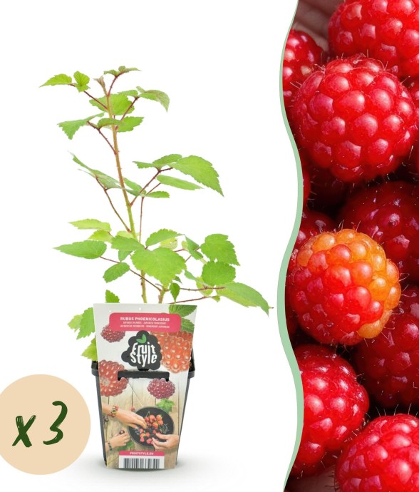 framboise du Japon Rubus...