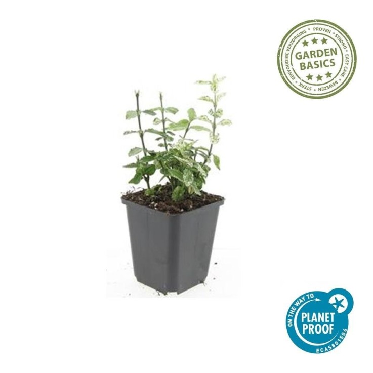 Fusain de Fortune 'Harlequin' -  12