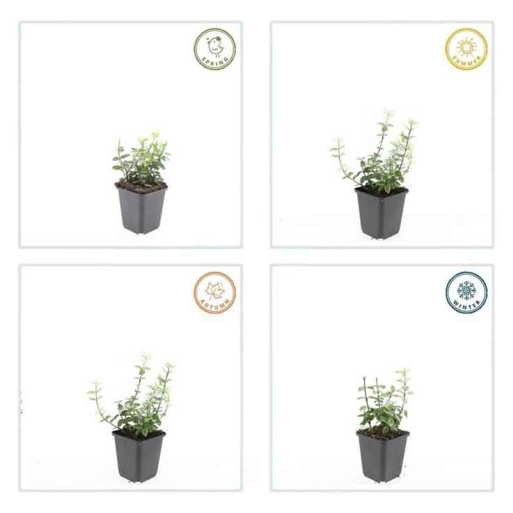 Fusain de Fortune 'Harlequin' -  12