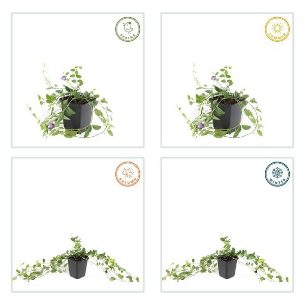 Petite Pervenche 'Atropurpurea' -  6