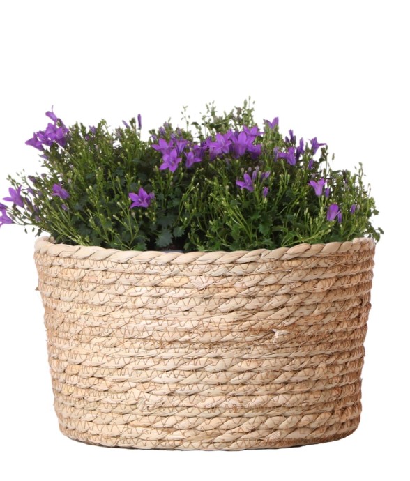 Campanula Addenda violette...