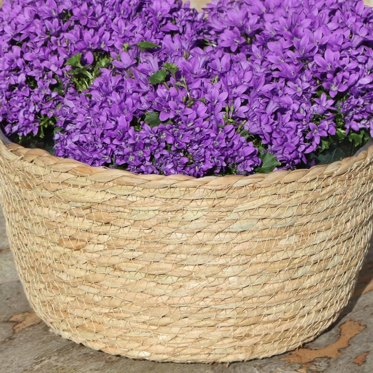 Campanula Addenda violette en panier d'osier avec réservoir d'eau