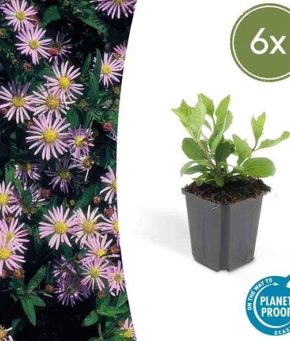 Aster du Japon 'Asran' -  60