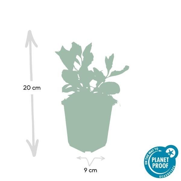 Aster du Japon 'Asran' -  60