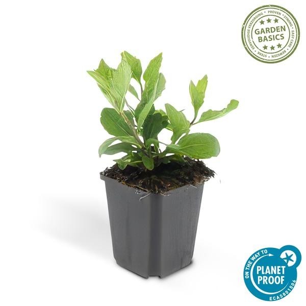 Aster du Japon 'Asran' -  60