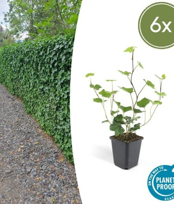 Lierre d'Irlande -  12