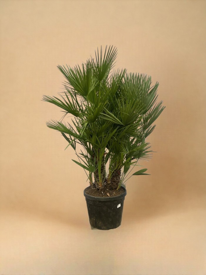 Chamaerops Humilis h180cm