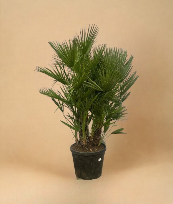 Chamaerops Humilis h180cm