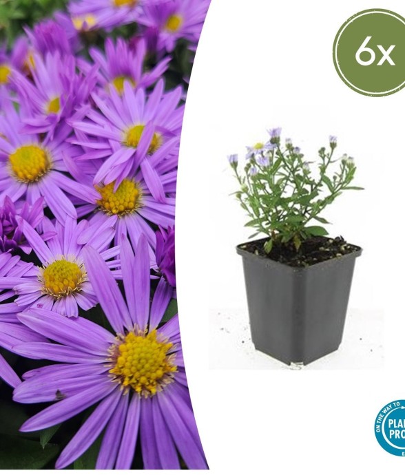 Aster nain d'automne 'Prof....